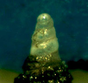 Cerithiopsis da confermare